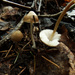 Mycena strobilicola - Photo (c) Иван Матершев,  זכויות יוצרים חלקיות (CC BY-NC), הועלה על ידי Иван Матершев