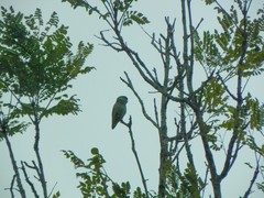 Forpus conspicillatus