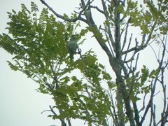 Forpus conspicillatus