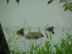 Tachybaptus dominicus