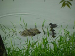 Tachybaptus dominicus