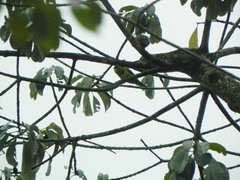 Brotogeris jugularis