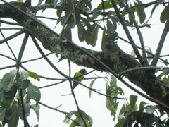 Brotogeris jugularis