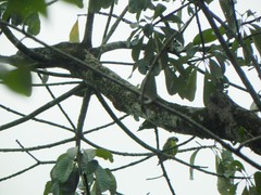 Brotogeris jugularis