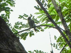 Myiodynastes maculatus