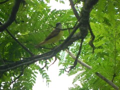 Pitangus sulphuratus