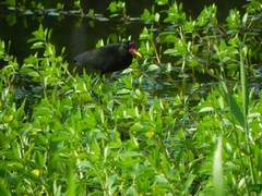 Jacana jacana