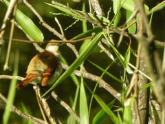 Certhiaxis cinnamomeus