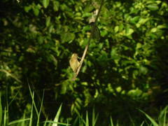 Picumnus olivaceus