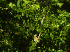 Picumnus olivaceus