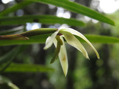 Maxillaria acuminata