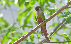 Perija Parakeet photo 5