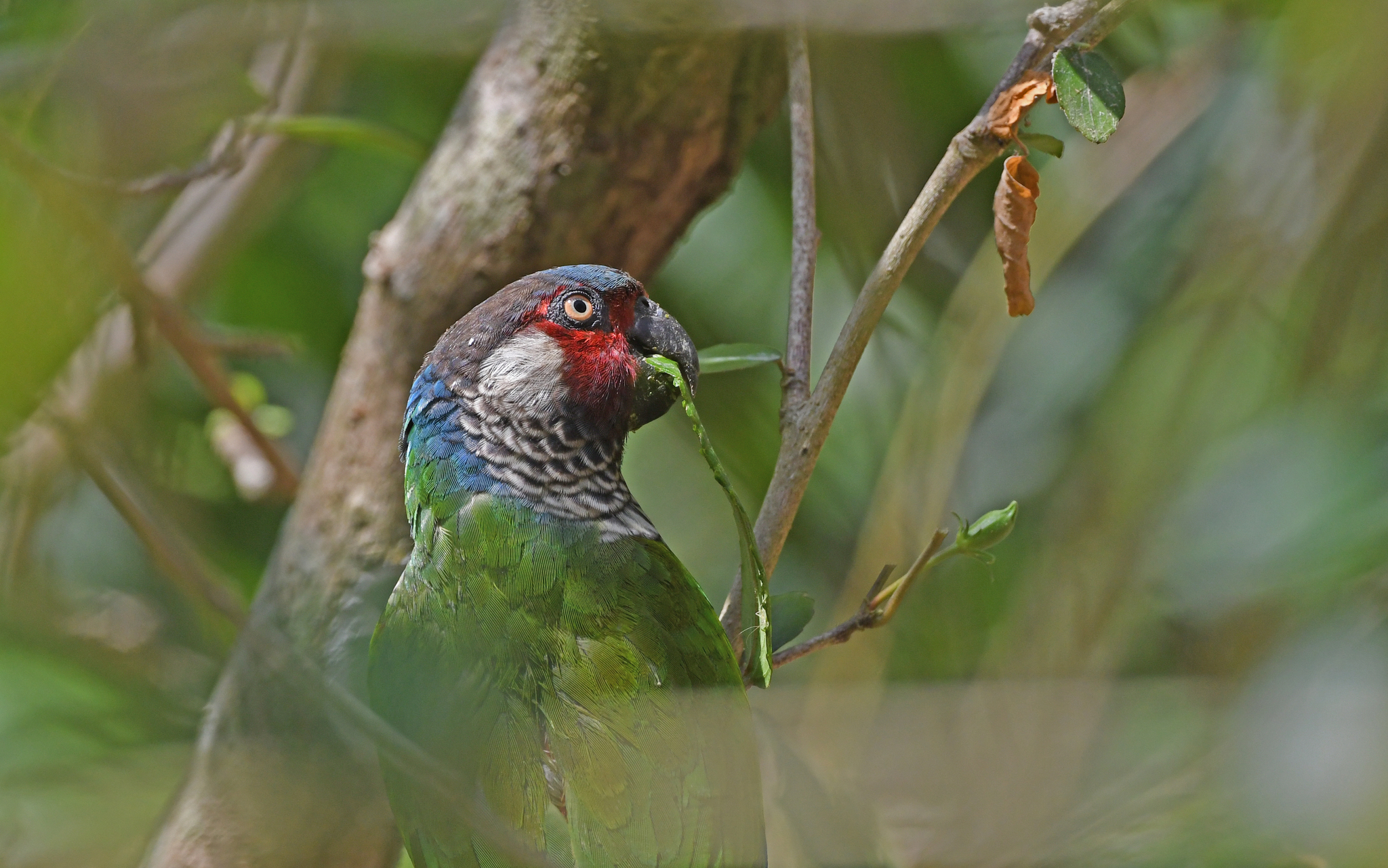 Perija Parakeet (Pyrrhura caeruleiceps), photo 2