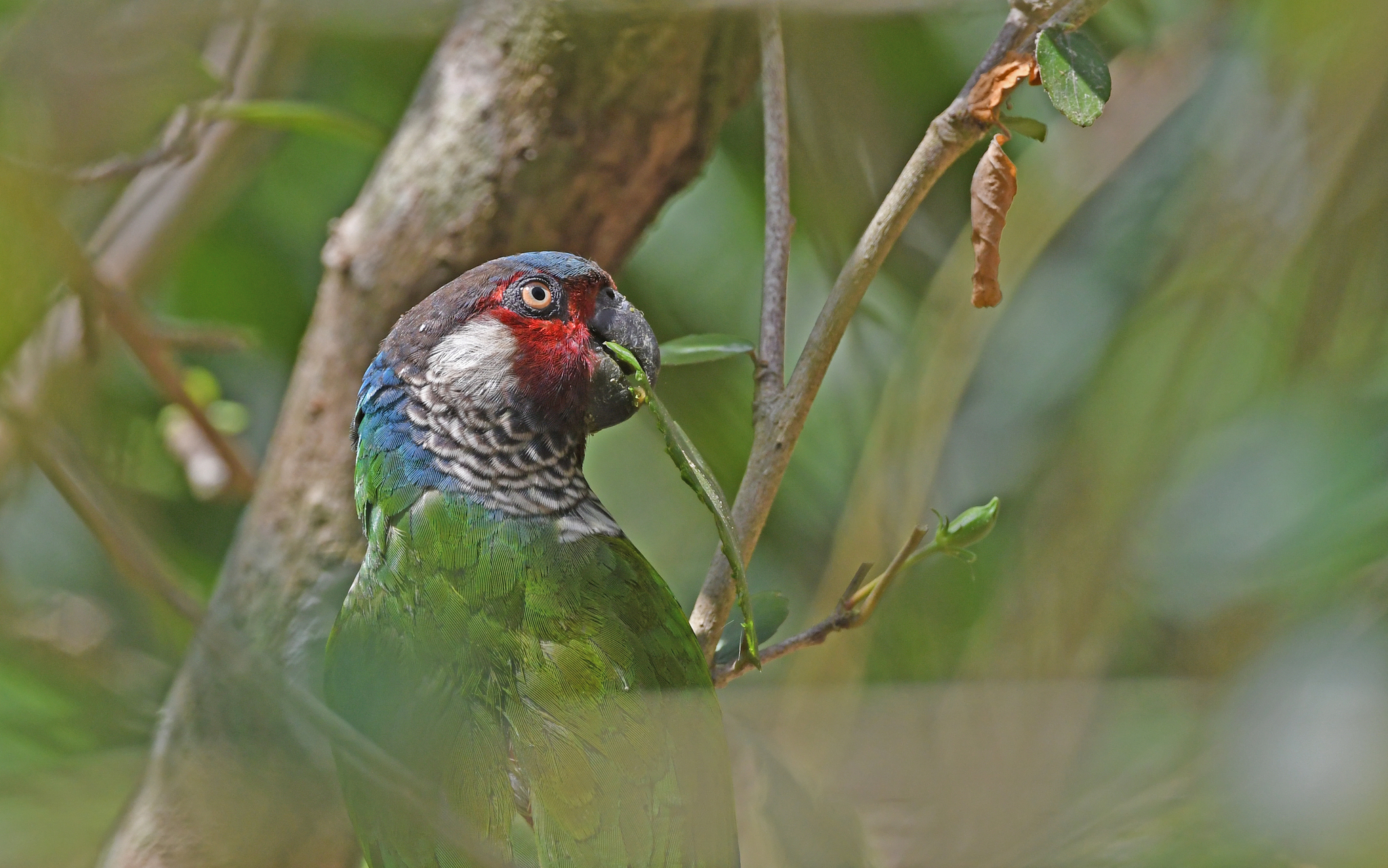 Perija Parakeet (Pyrrhura caeruleiceps), photo 3