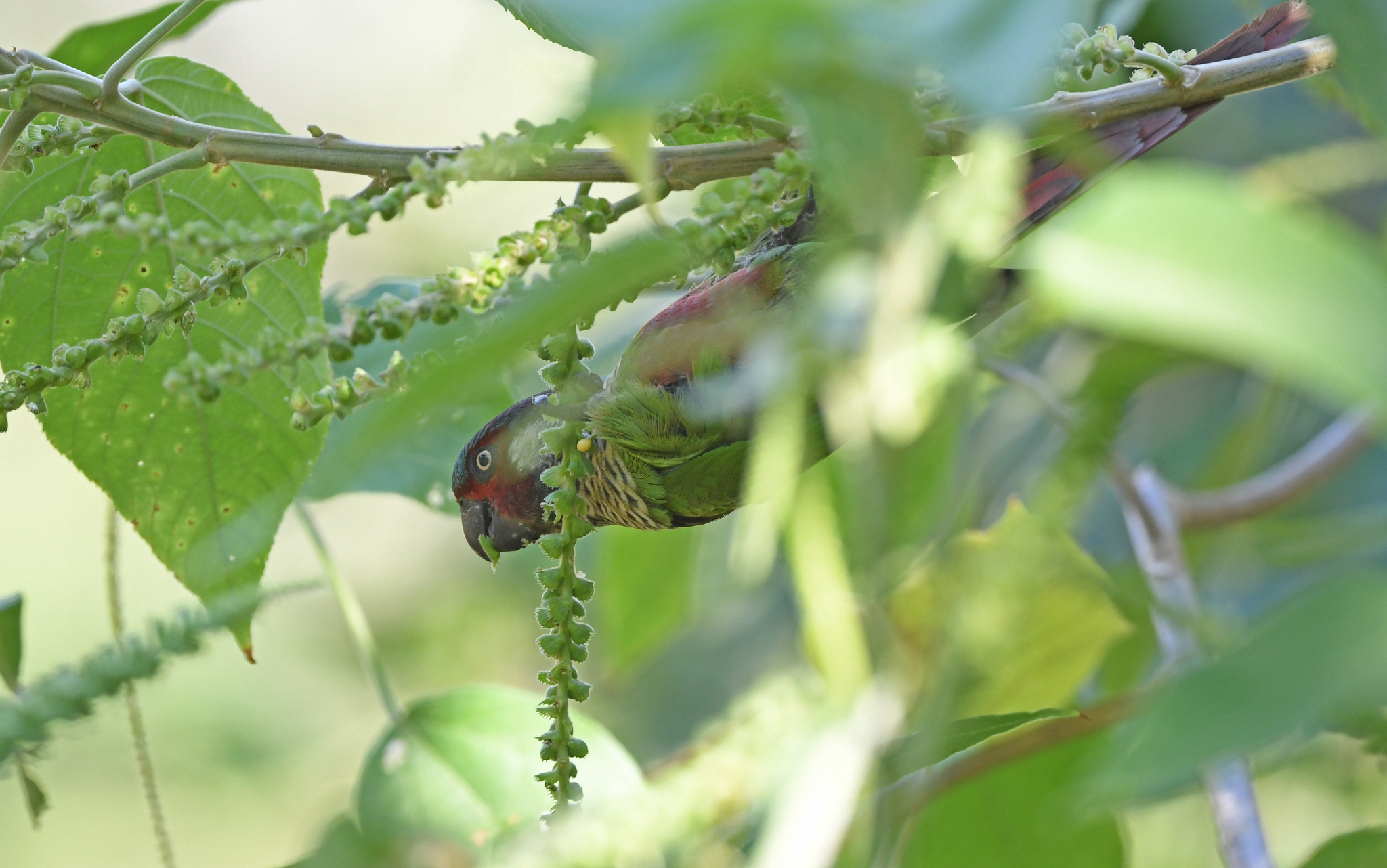 Perija Parakeet (Pyrrhura caeruleiceps), photo 5
