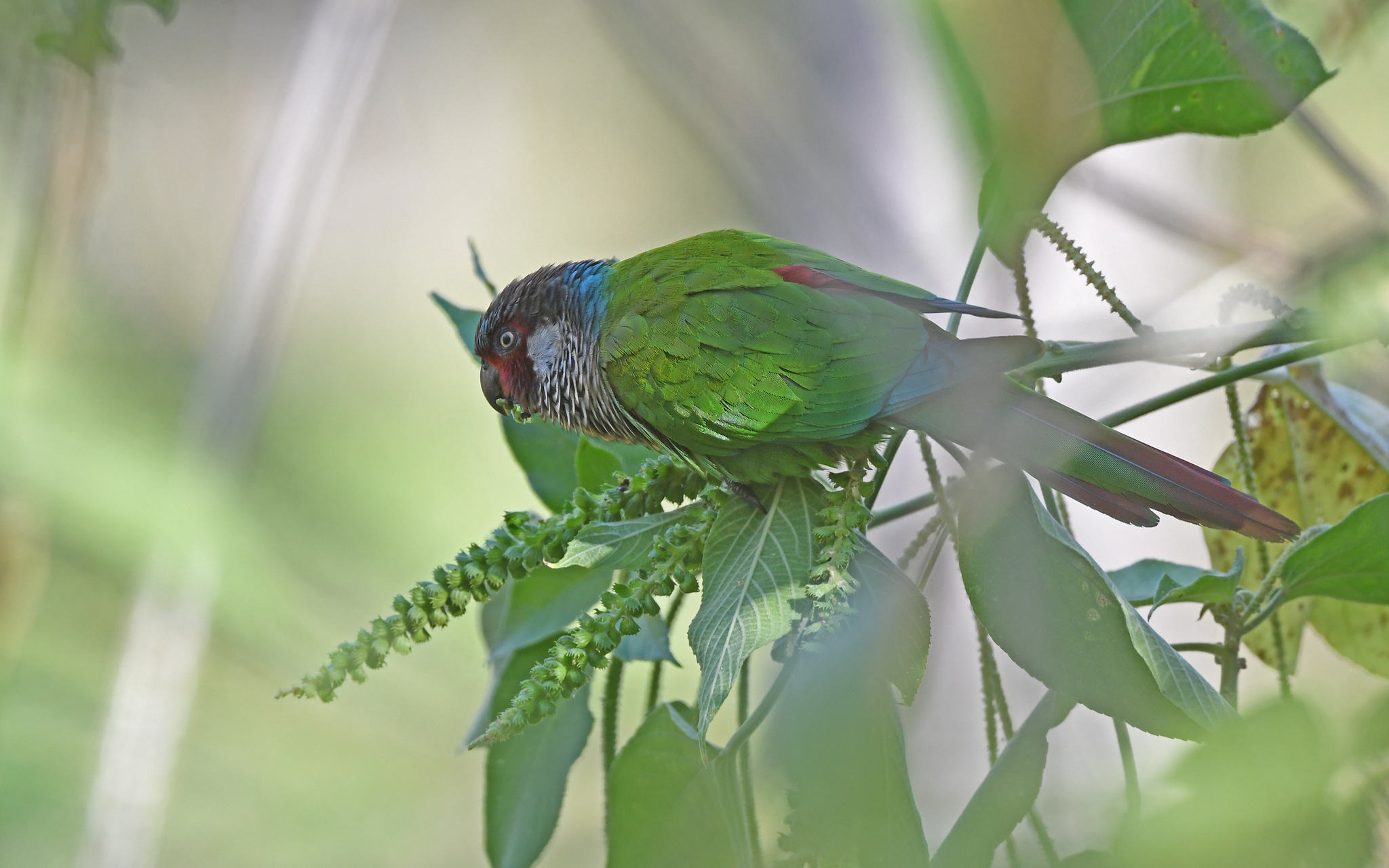 Perija Parakeet (Pyrrhura caeruleiceps), photo 7