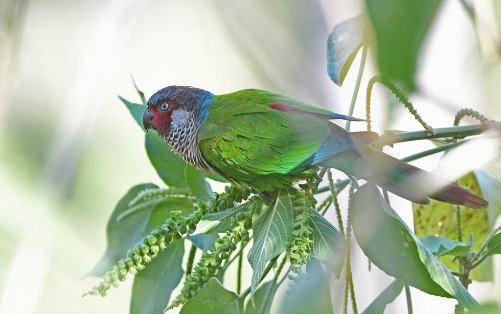 Perija Parakeet photo