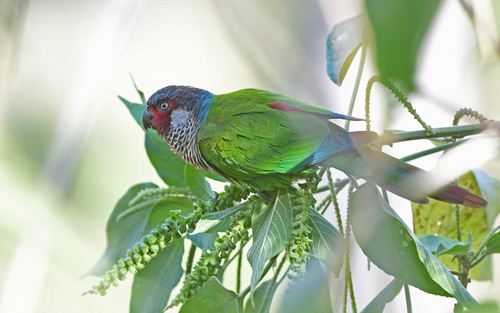 Perija Parakeet (Pyrrhura caeruleiceps), photo 1