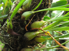 Maxillaria acuminata
