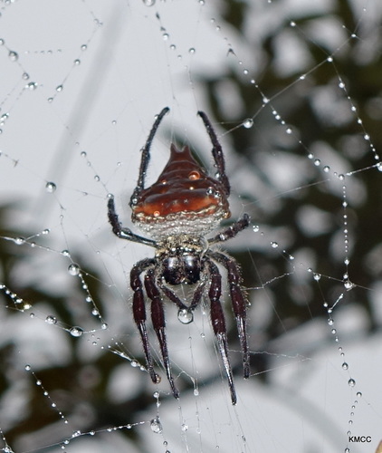 Caerostris extrusa