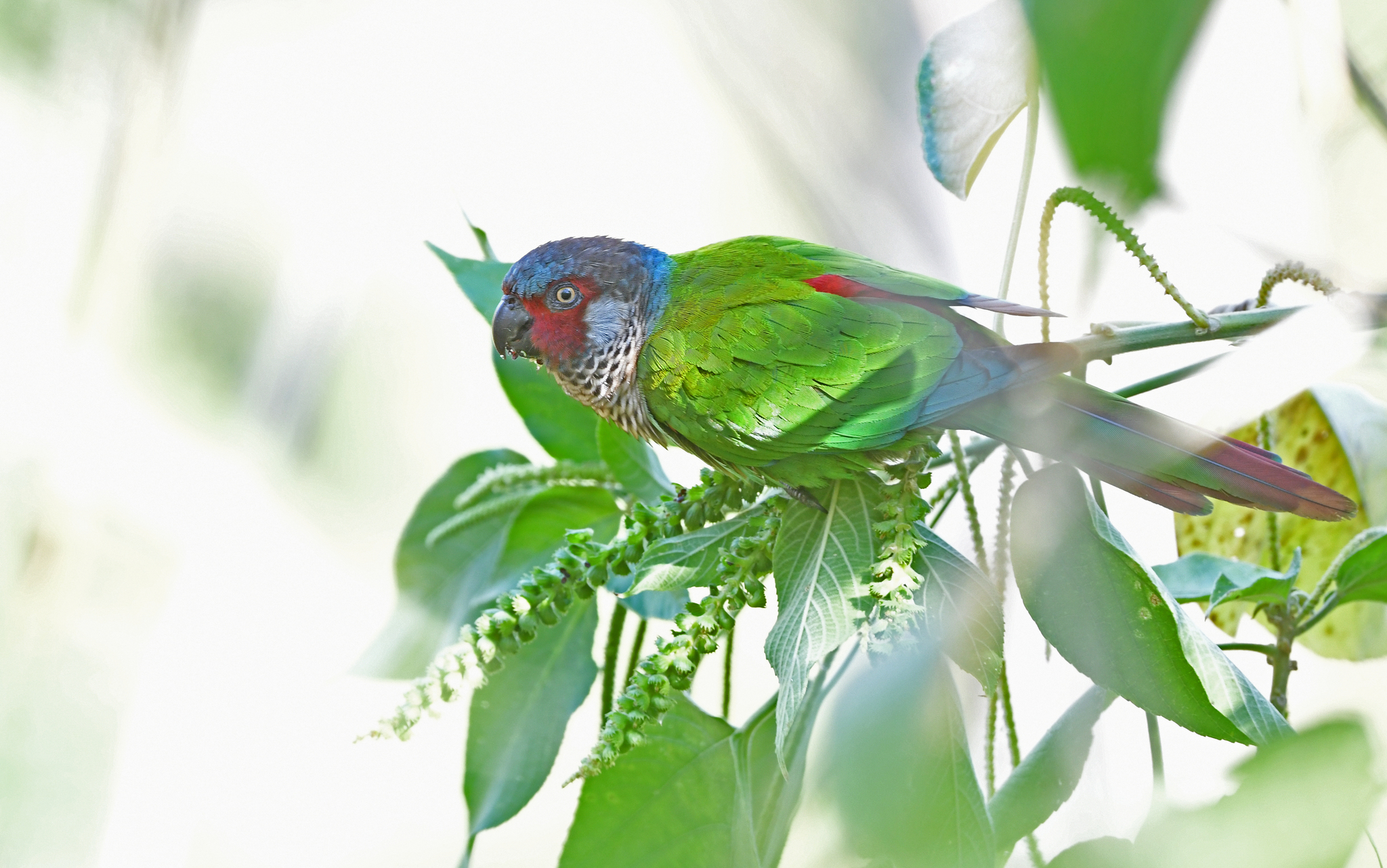Perija Parakeet (Pyrrhura caeruleiceps), photo 9