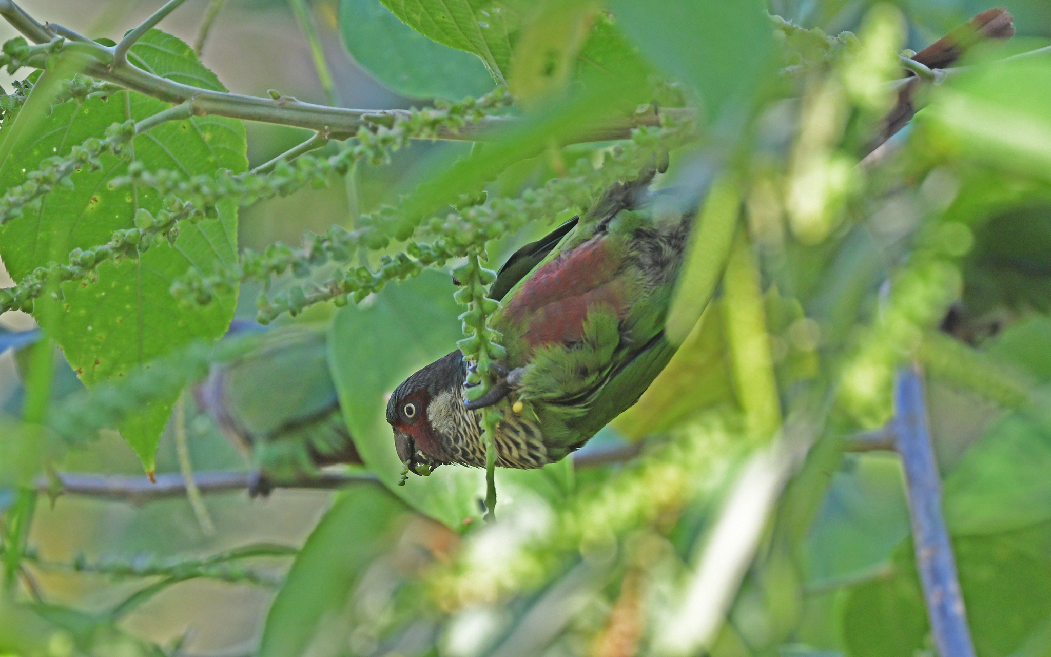 Perija Parakeet (Pyrrhura caeruleiceps), photo 10