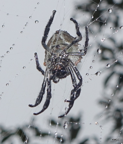 Caerostris extrusa