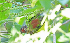 Perija Parakeet photo 4