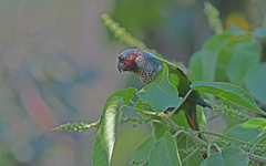 Perija Parakeet photo 2