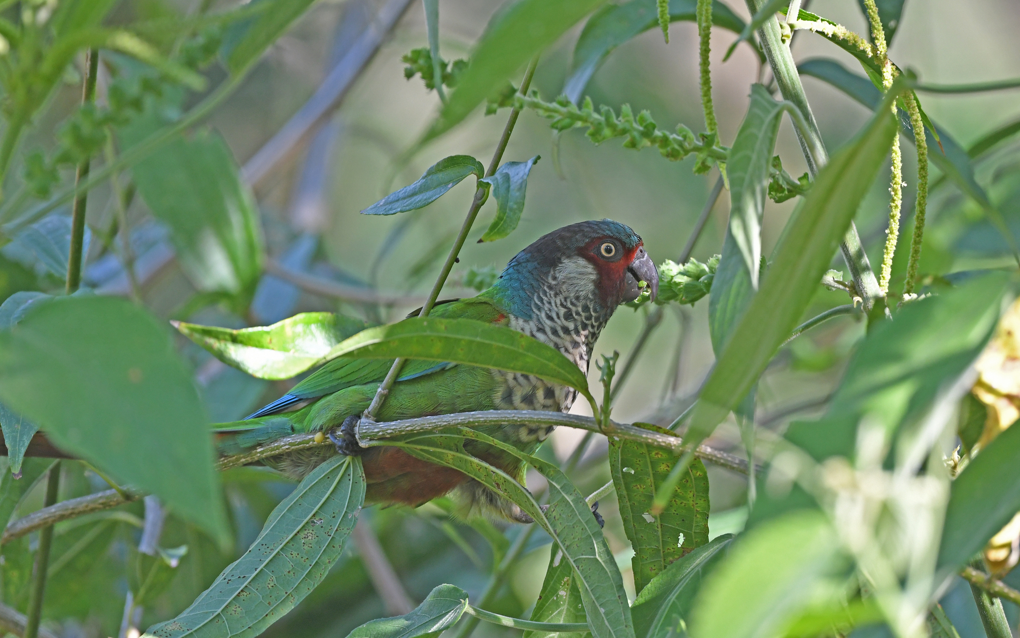 Perija Parakeet (Pyrrhura caeruleiceps), photo 6