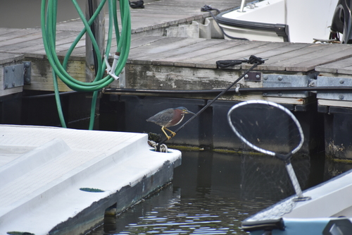 Green Heron photographed in Connecticut