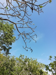 Cnidoscolus megacanthus