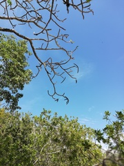 Cnidoscolus megacanthus