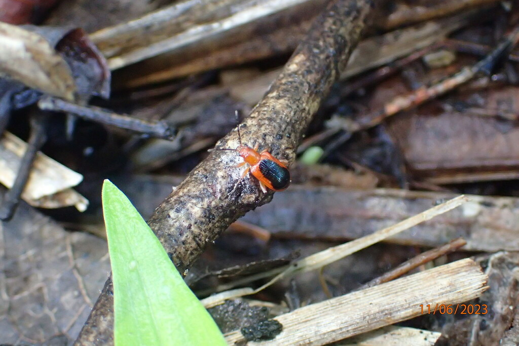 Neolema dorsalis from Guanacaste Province, Costa Rica on June 11, 2023