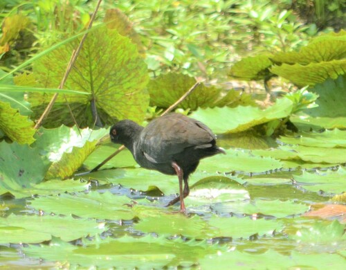 Black Crake
