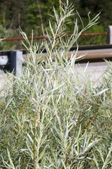 Salix eleagnos