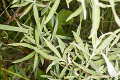 Salix eleagnos