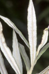 Salix eleagnos