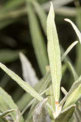 Salix eleagnos