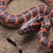 Red-banded Snake - Photo (c) 汪湛闻/muyaocraft, some rights reserved (CC BY-NC), uploaded by 汪湛闻/muyaocraft