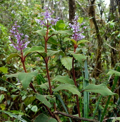 Plectranthus vestitus