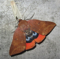 Thyas juno