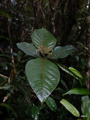Psorospermum