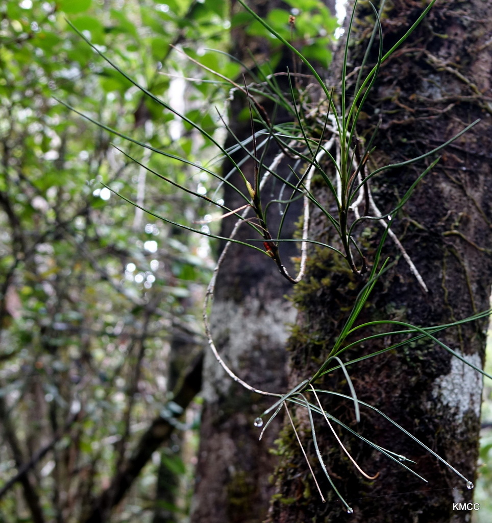 Angraecum linearifolium Garay 2