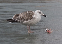 Great Black-Backed Gull photo 6