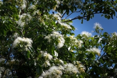 Archidendron hendersonii