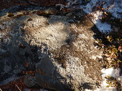 Montanelia disjuncta