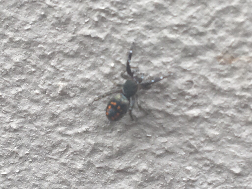 Natta Jumping Spider