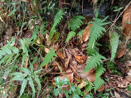 Gymnocarpium oyamense iNat (3)