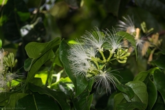Archidendron hendersonii